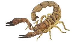Produktbild von Papo - Skorpion, 8 cm