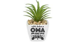 Produktbild von H&H Sukkulenten - Oma